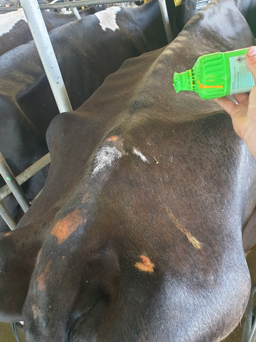 dairymanNZ's tweet photo. Keeping the cows painted in festive colours is a lot of work. Every day 30 or 40 cows will have rubbed the paint off and I need to touch it up, but it's worth the effort because Christmas!
#FarmingWithKreg https://t.co/DCpjuGTEu9