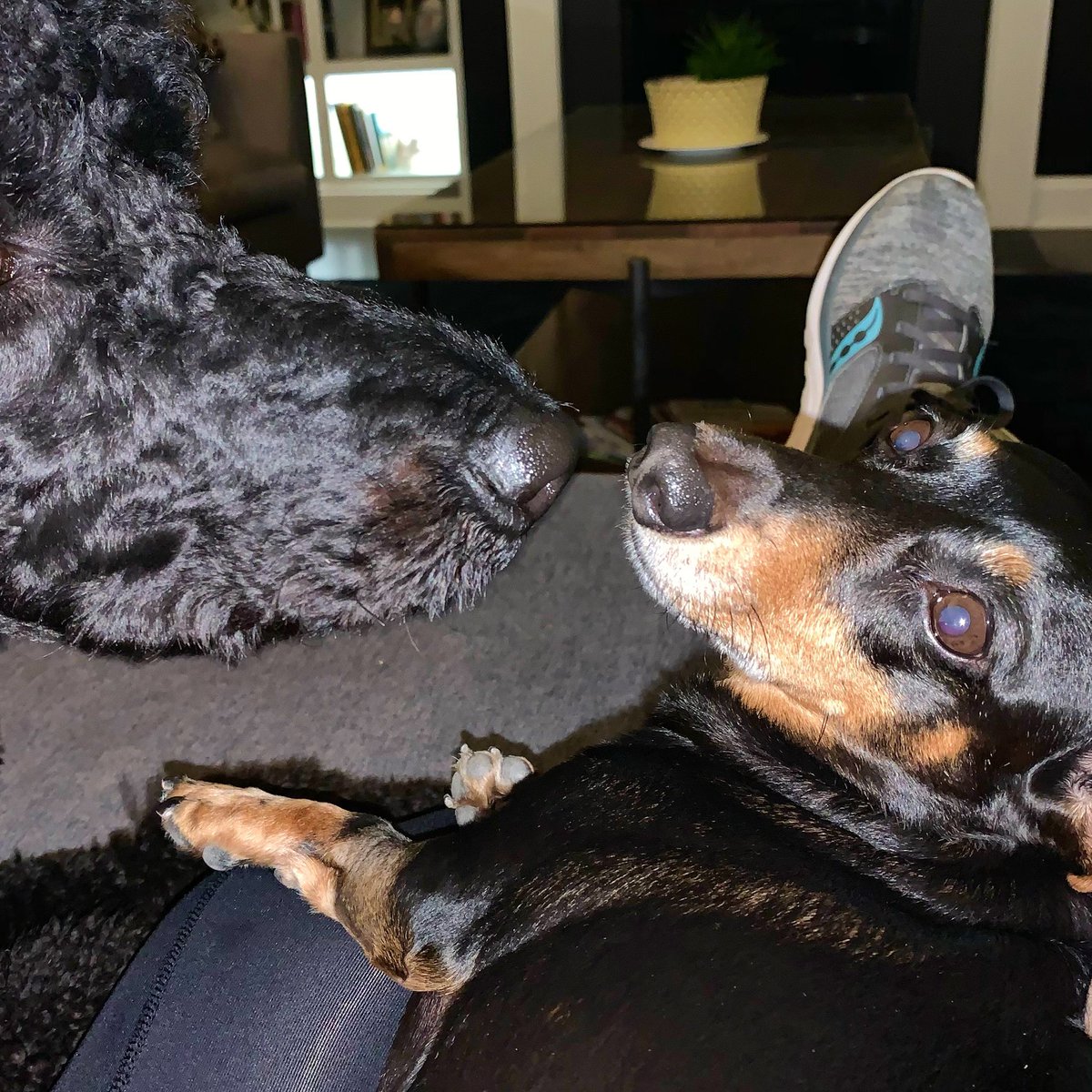southerndog1's tweet photo. Josie is keeping watch over Charlotte who is eating well and taking her medicine (&amp; lots of naps).  She is almost back to her sweet feisty self.   She will have another blood test when she completes this round of antibiotics.  #happygirl #dachshund #sausagedog #spoo @pkn4645 https://t.co/CMrcKsXAUl