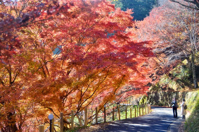 吉野山紅葉のtwitterイラスト検索結果