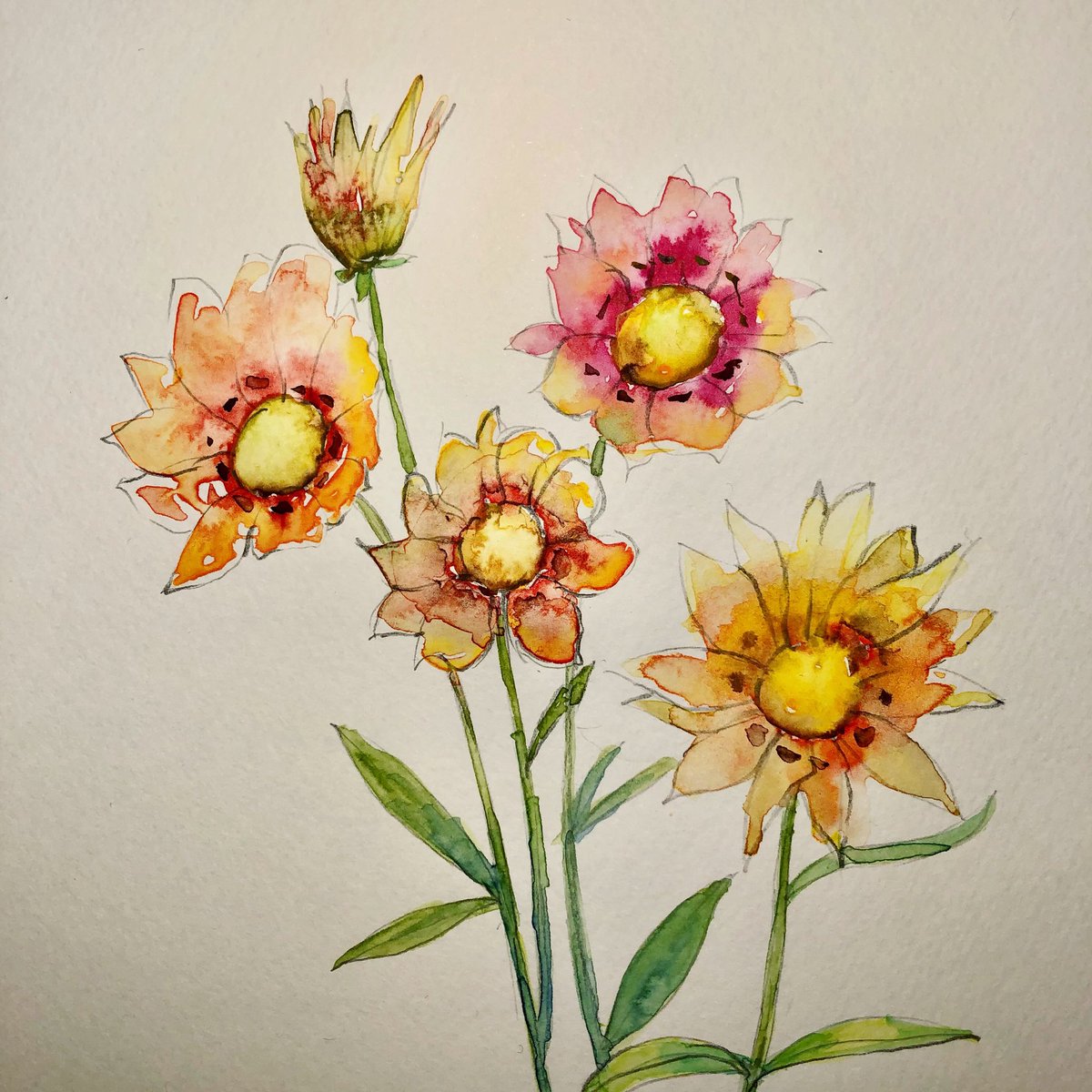 Miki ガザニア Treasure Flower 財宝のような花 とも呼ばれる 花言葉 は あなたを誇りに思う 身近な愛 笑顔で答える ガザニア 水彩画 Watercolor 花の水彩画 Flowers 花の絵 Watercolorflowers Floralpainting Floralwatercolor