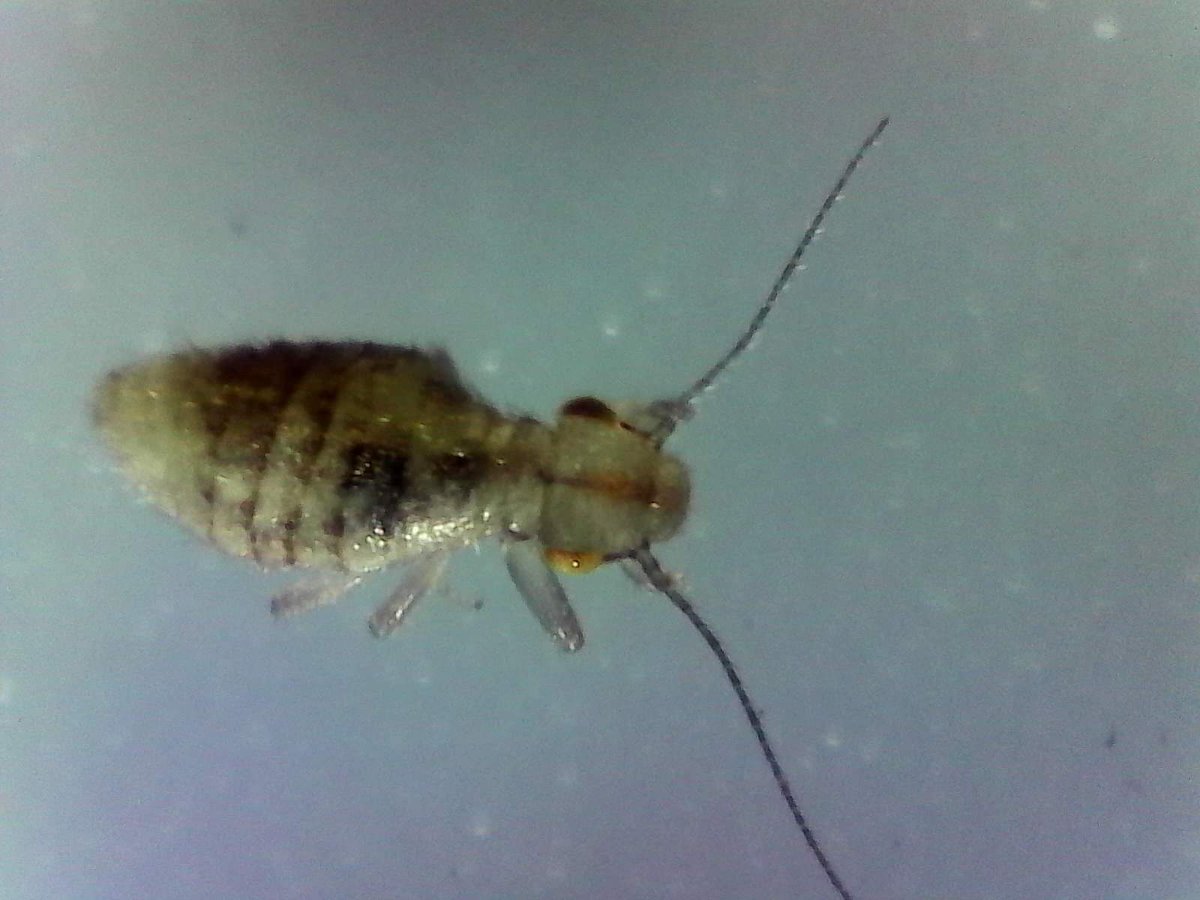 WallacxFrogging's tweet image. When it comes to invertebrates, I'm very much out of my depth! Any ideas what this critter might be?
#invertebrateinvestigation
#definitelynotafrog
#backyardscience