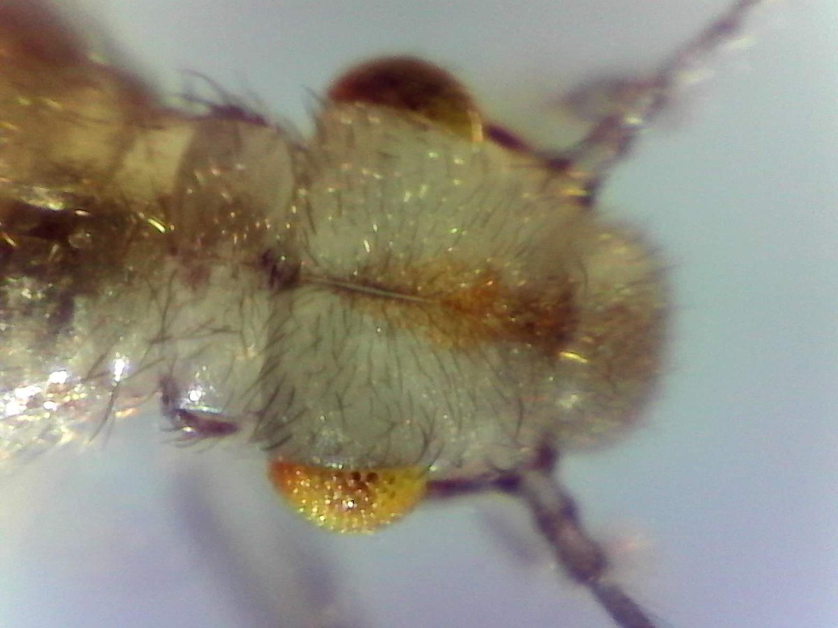 WallacxFrogging's tweet image. When it comes to invertebrates, I'm very much out of my depth! Any ideas what this critter might be?
#invertebrateinvestigation
#definitelynotafrog
#backyardscience