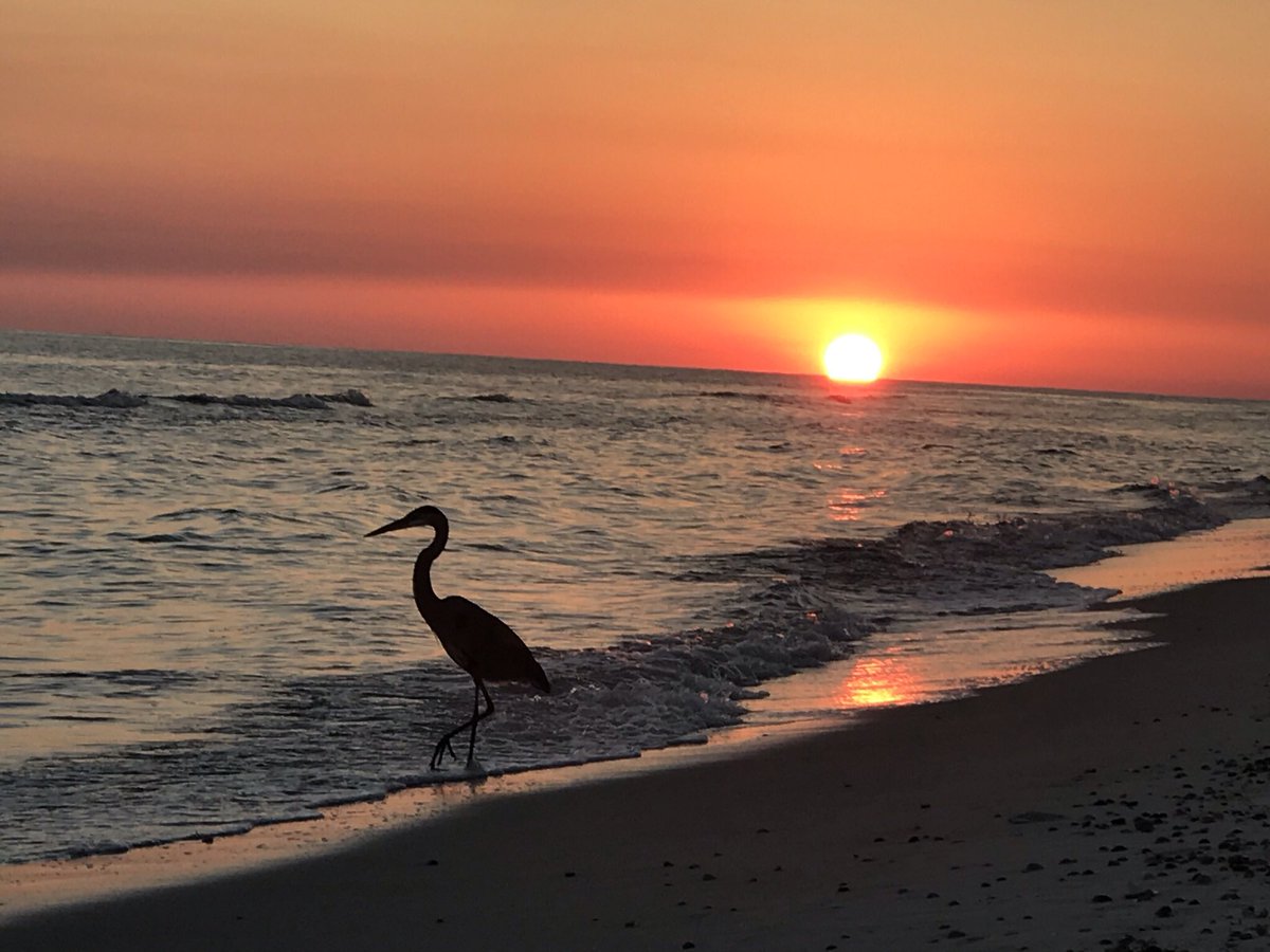 hlbkrunion's tweet photo. Bob has been a joy to watch. #GulfShores #relax https://t.co/vyb55RjuRh
