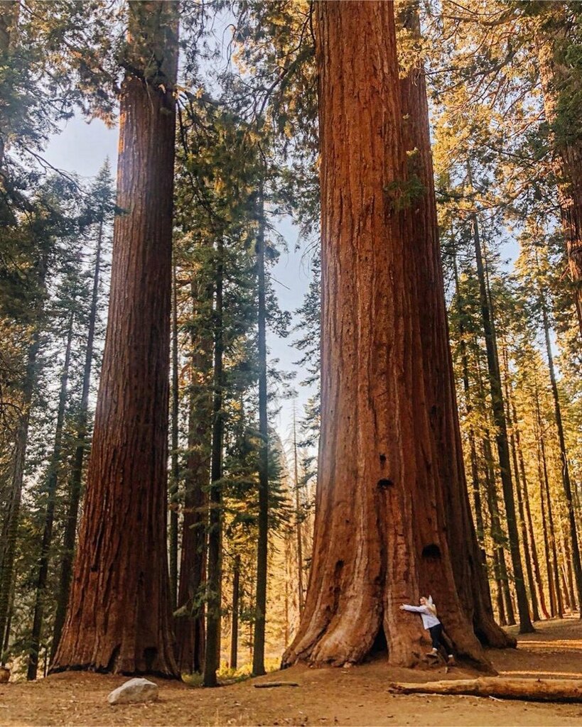 NP_Geek's tweet photo. Does the tree hug us or do we hug the tree? 🤔
••••
Thanks to Summer @summer_in_scrubs for being a tree hugger.
•
I like BIG TREES and I cannot lie🤪
—
#sequoianationalpark #kingscanyonnationalpark #sequoiaparksconservancy
#nationalparkgeek #FYP… https://t.co/s45hLIiHSN https://t.co/4WZ33auMky