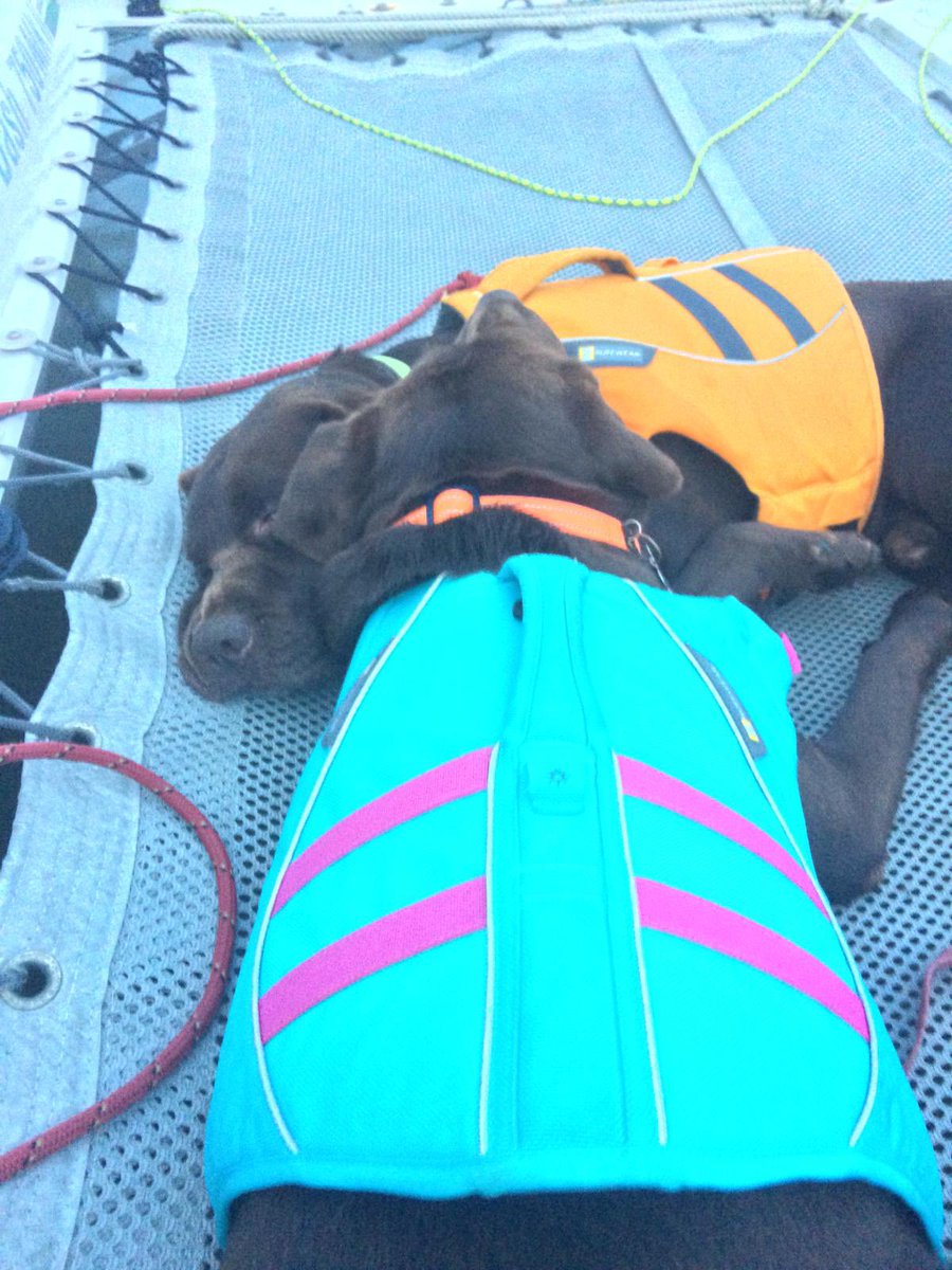 SpiceBoys12's tweet photo. We just love going sailing - we camped overnight and Pepper thought he should check on Mum every hour 🤣 https://t.co/YLSC8IqJMI