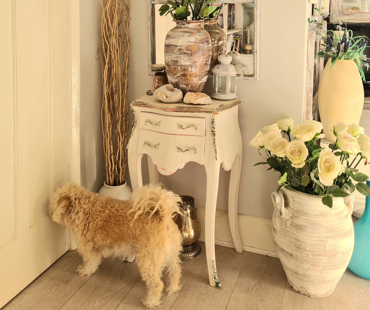 SCCunningham8's tweet photo. Tom hinting at walkies 💙 #castmember of #theginormousseries #childrensbooks #kidsbooks #choodle #poodle #lovedogs #dog @GinormousJoe https://t.co/qex0HAcH2Y