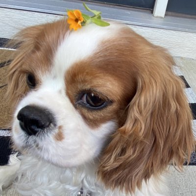 nannerpz's tweet photo. back when the days were longer and the weather was warmer. 🌞🌼🐶#NewProfilePic https://t.co/Dz2bpKSYRw