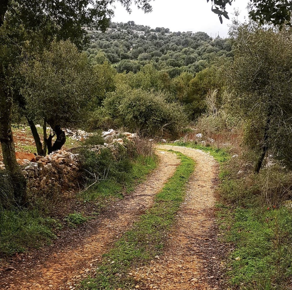 حافظوا على #الطرق_الزراعية كما هي صديقة للبيئة وتؤدي مهام توفير الوصول للاراضي لأهلنا المزارعين والتدخل لمكافحة الحرائق في حال وقوعها ..لا حاجة للأسفلت 🌳
#طريق_زراعي #يارون #لبنان #جنوب_لبنان #الجنوبيون_الخضر 
Credits Yaroun_leb