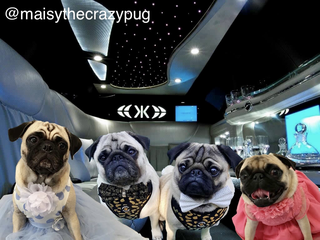 MaisyTheCrzyPug's tweet photo. #OTLFP 1-4
We love the community here on Twitter. There are many animal loving people here. Our first group activity was Pug Prom with Nigel and Giles. https://t.co/PygzZ7ByFa