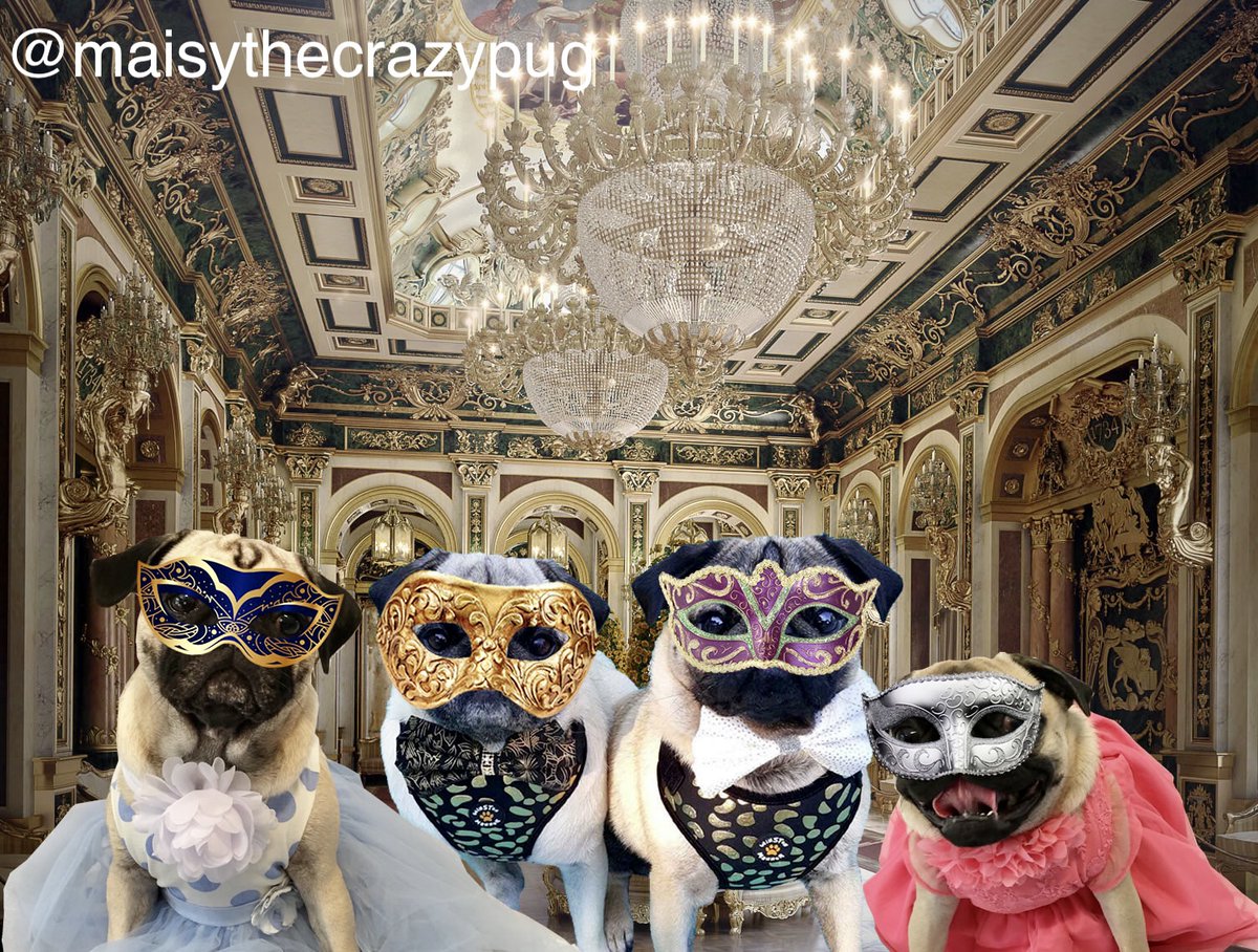 MaisyTheCrzyPug's tweet photo. #OTLFP 1-4
We love the community here on Twitter. There are many animal loving people here. Our first group activity was Pug Prom with Nigel and Giles. https://t.co/PygzZ7ByFa