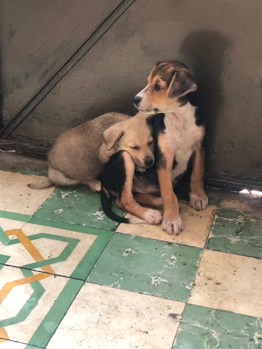 josemariaferez's tweet photo. La perrita schnauzer ya tiene 12 interesados en adoptarla.
La cachorrita criolla ninguno, a pesar de que es igual de bien portada, cariñosa y sociable.
Ayúdenme a compartirla para que encuentre un hogar.
Está en la #CDMX y la llevo a donde sea.
Esterilizada y vacunada. https://t.co/QBjlPivPwc