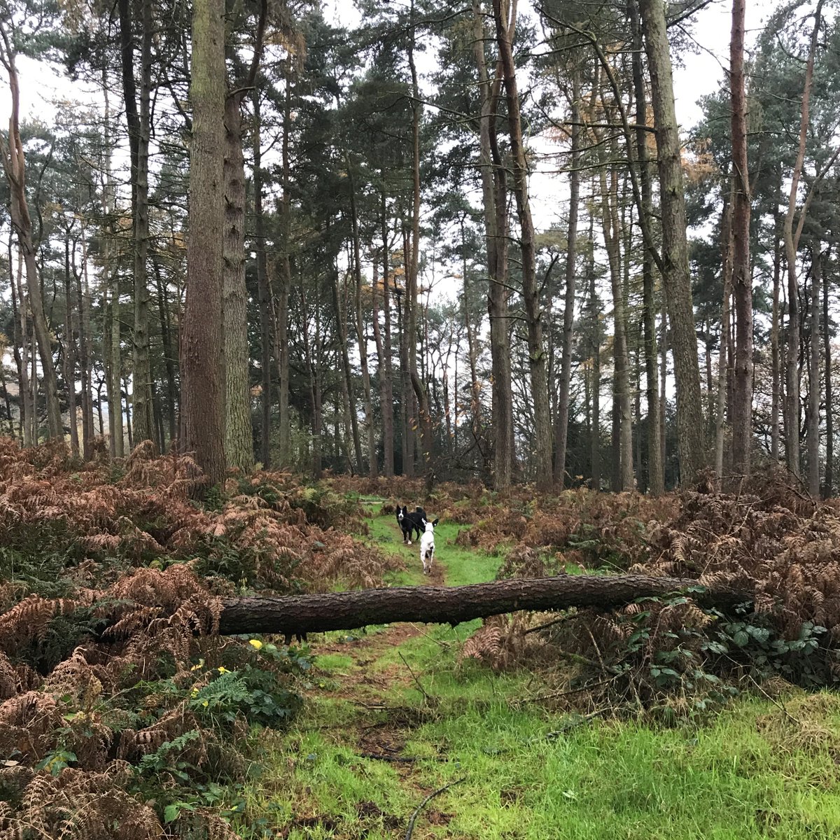Miniclick_'s tweet photo. #corathedalmatian got to explore with Chipp (@SueMaddock3) today
#buckeleyhill #peckfortonhills #bordercollie #dalmatian #walkies #countrysidedogwalks #dogsoftwitter #spotteddog #collie #spottydog #dogwalk #doglovers https://t.co/ruOhdI6uCQ