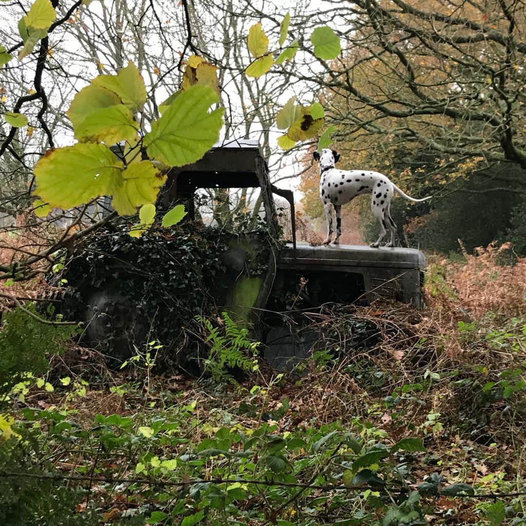 Miniclick_'s tweet photo. #corathedalmatian spotted some more vintage stuff on todays walk and shared some moments with me

#vintagetractor #buckeleyhill #peckfortonhills #milkchurns #masseyferguson #treeclimb #sharingamoment #dalmatian #ilovemydog #rustbucket #walkies #dogs #doglovers https://t.co/aauJQhHV0a