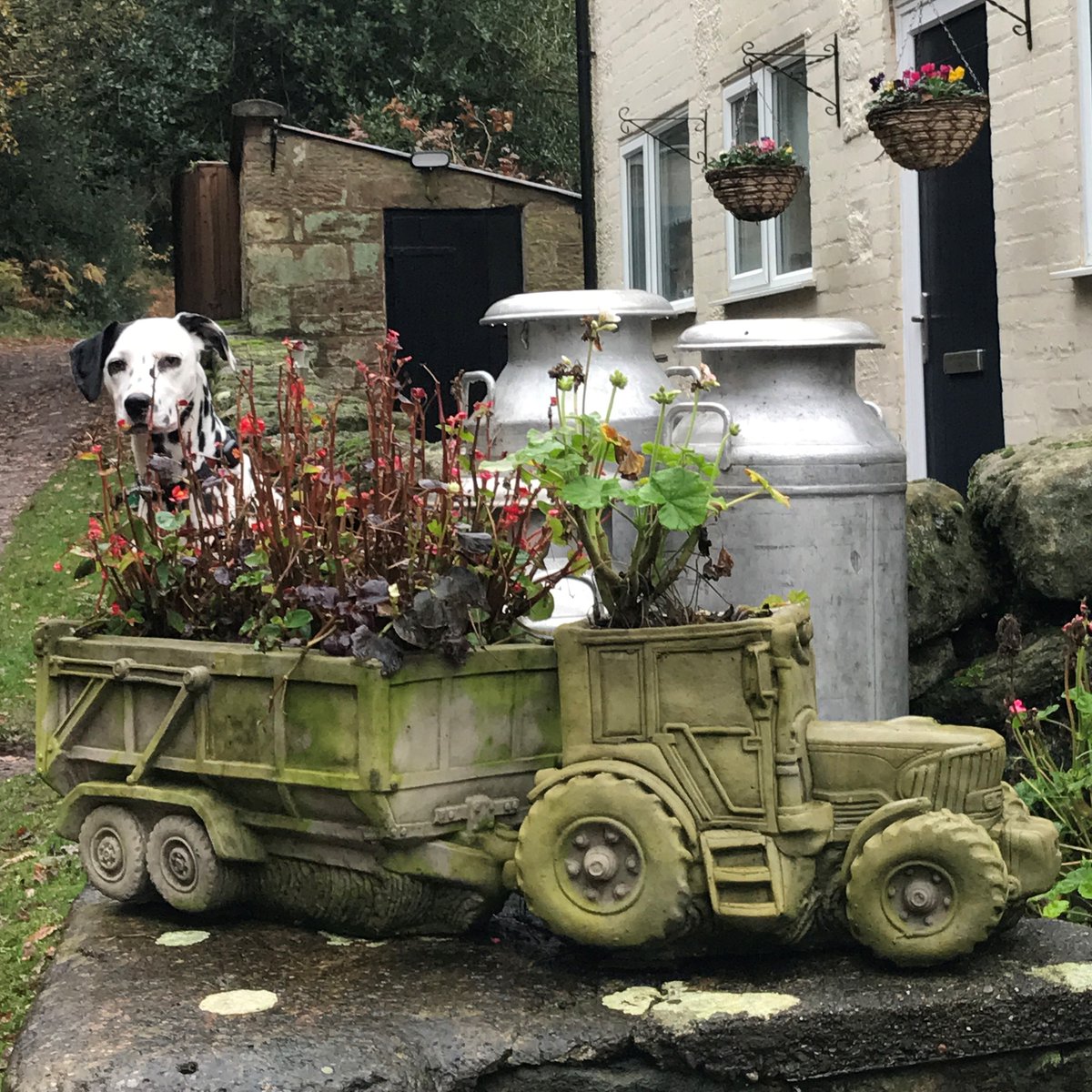 Miniclick_'s tweet photo. #corathedalmatian spotted some more vintage stuff on todays walk and shared some moments with me

#vintagetractor #buckeleyhill #peckfortonhills #milkchurns #masseyferguson #treeclimb #sharingamoment #dalmatian #ilovemydog #rustbucket #walkies #dogs #doglovers https://t.co/aauJQhHV0a