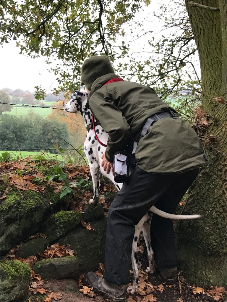 Miniclick_'s tweet photo. #corathedalmatian spotted some more vintage stuff on todays walk and shared some moments with me

#vintagetractor #buckeleyhill #peckfortonhills #milkchurns #masseyferguson #treeclimb #sharingamoment #dalmatian #ilovemydog #rustbucket #walkies #dogs #doglovers https://t.co/aauJQhHV0a