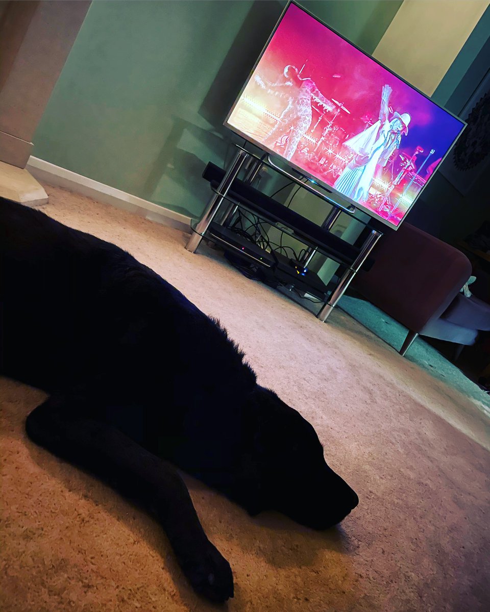 Camberwickgail's tweet photo. @roisinmurphy I’m slightly more excitable than my dog! #mixcloudlive #saturdaynightvirtualgig https://t.co/BnsasnrA3f
