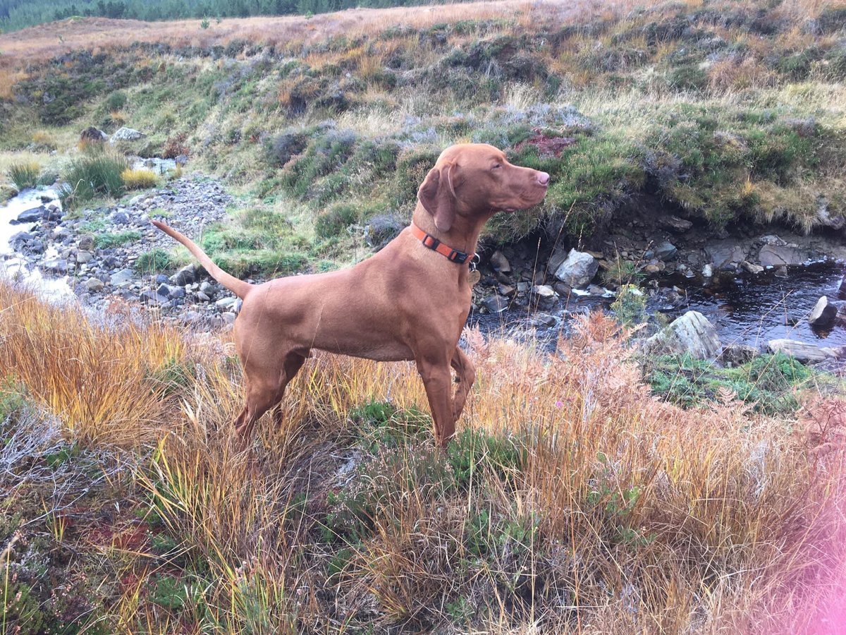 rosiedoc666's tweet photo. OUR #HUNGARIANVIZSLA FINN HAS GONE #MISSING FROM OUR #GARDEN THIS MORNING 14/11/20 9.30am ish
WE ARE IN #SHINNESS #LAIRG
https://t.co/6S166tH5pI
@DawnConcannon1 @blacklab115 @alid2912 @linda_kinnon @lornsalexander @millypod1 @MsTKIndeed @gelert01 @MissingPetsGB @SAMPAuk_ https://t.co/2aAshdEEav