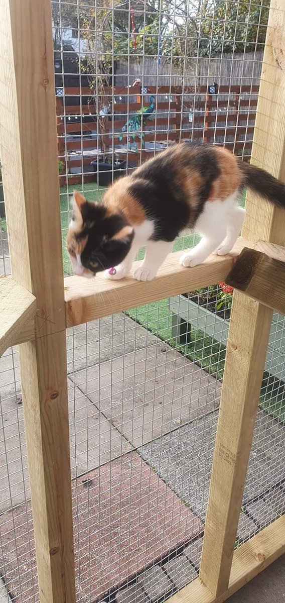 ConstructionTLC's tweet photo. https://t.co/qSt7xGNbC4

Our latest clients look extremely happy exploring their new #Catio

Free quotes for a bespoke design within an hour's travel from #Southport #Merseyside 

#Caturday 
#CatsOfTwitter 
#catstagram 
#catsofinstagram 
#Cat https://t.co/cqjNoHxJTk
