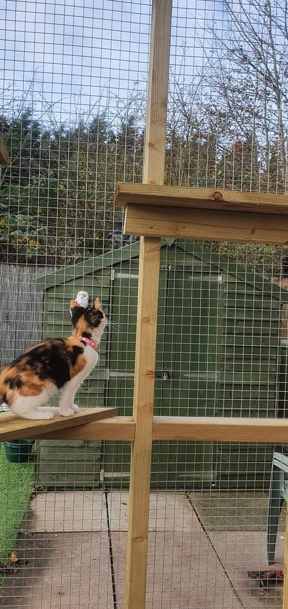 ConstructionTLC's tweet photo. https://t.co/qSt7xGNbC4

Our latest clients look extremely happy exploring their new #Catio

Free quotes for a bespoke design within an hour's travel from #Southport #Merseyside 

#Caturday 
#CatsOfTwitter 
#catstagram 
#catsofinstagram 
#Cat https://t.co/cqjNoHxJTk