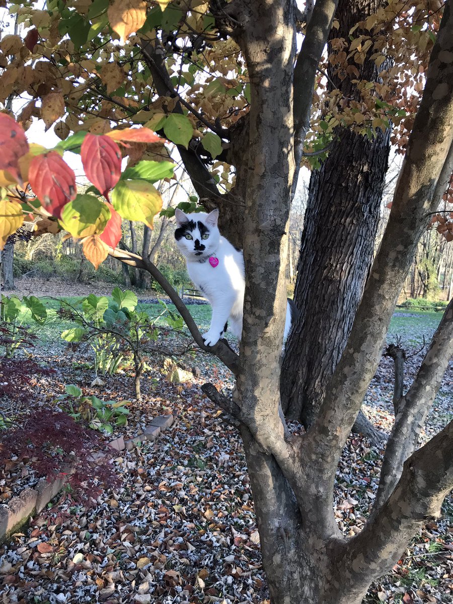 BMP_Artists's tweet photo. Cantik is looking for her art supplies....This next week in art you’ll need paper, crayons, and markers!  Kindergarteners headed back into the building, please bring your supplies. https://t.co/ElcMGmkpVQ