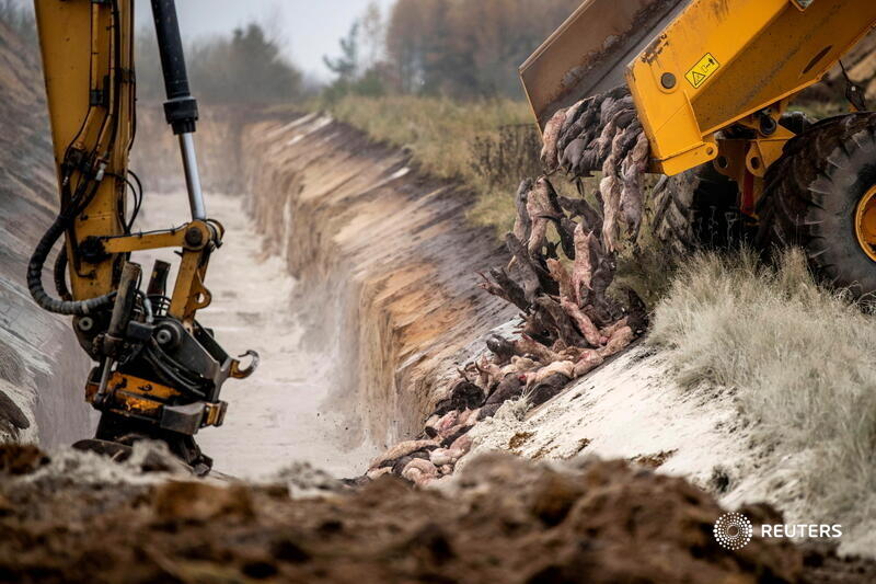 reuterspictures's tweet photo. Danish authorities embarked on a plan to eliminate Denmark's entire population of 17 million mink, one of the world's biggest, saying a new strain of mutated coronavirus could move to humans and evade future COVID vaccines. More photos of the week: https://t.co/806PkzwOrn https://t.co/9fyh8Hv8E0