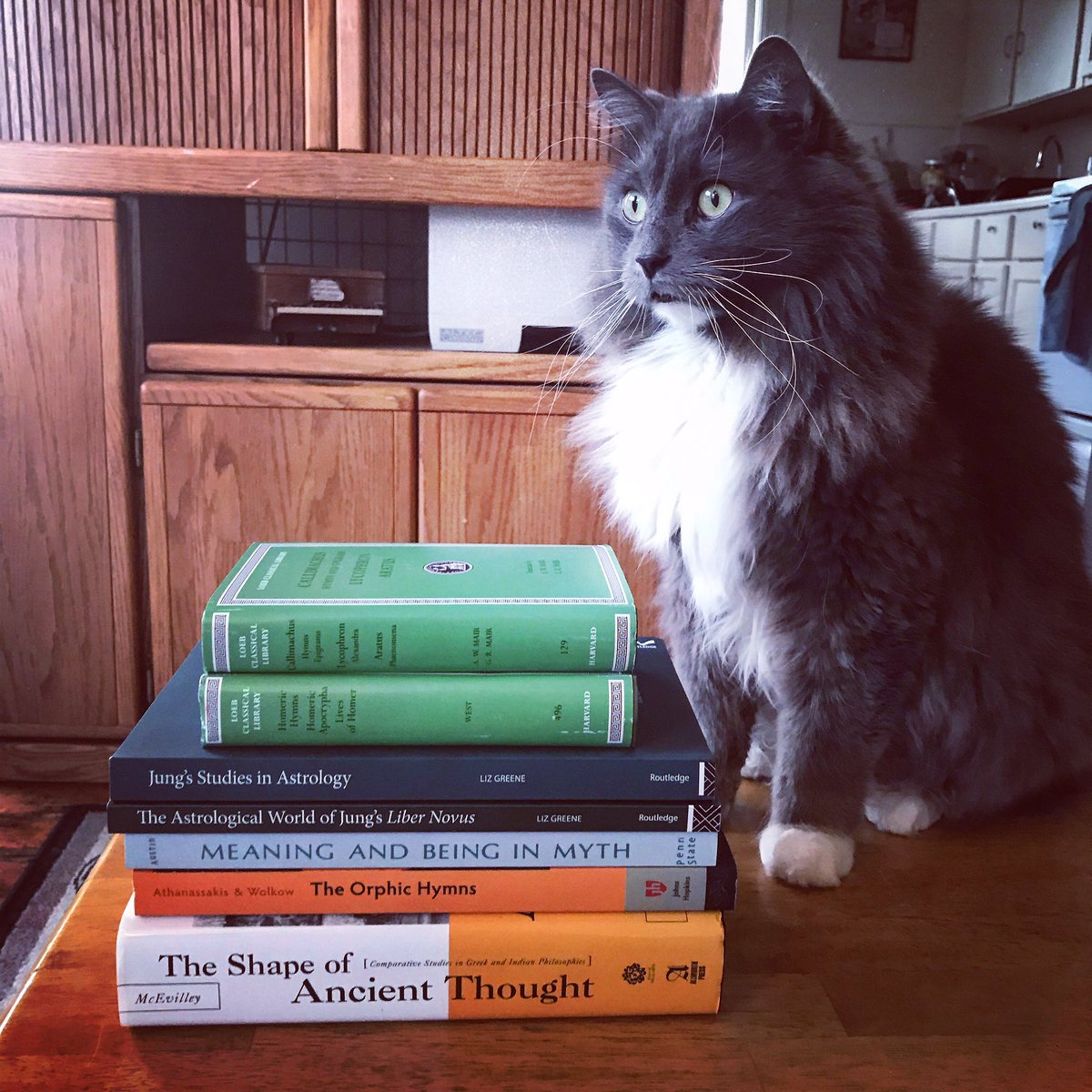 SpencerMichaud's tweet photo. “But why hath Father forsaken us?? Doth he ever rest from his studies?? If even for a moment of revelry or sustenance??” ✨😿✨📚✨#newbooks #books #bookstack #astrology #mythology #philosophy #jung #cats #ihaveabookproblem #gandalfandradagast https://t.co/AEXUyc1b9Y