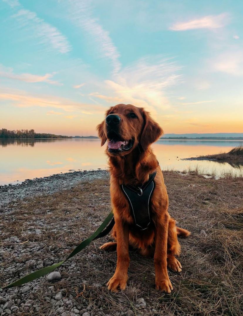 Griffin is dreaming of those crisp #November days at #Vancouver Lake! 😍 #DiscoverVanUSA

📸: IG griffinsalty