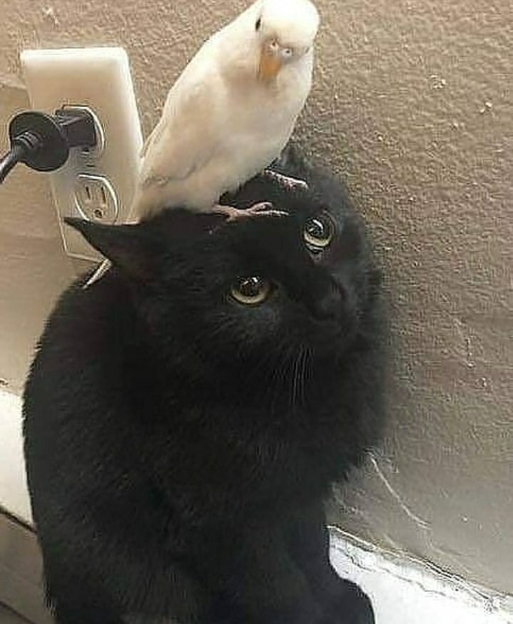 givldh's tweet photo. hi to whomstever this sees; i hope you're having a good day and if that's not the case i hope these picture can spark a hunch of happiness https://t.co/vrNoas9ITj