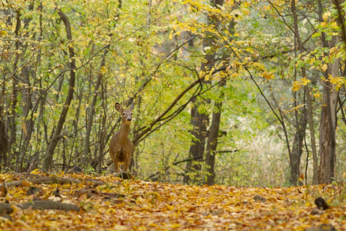Héritage St-Bernard tweet media