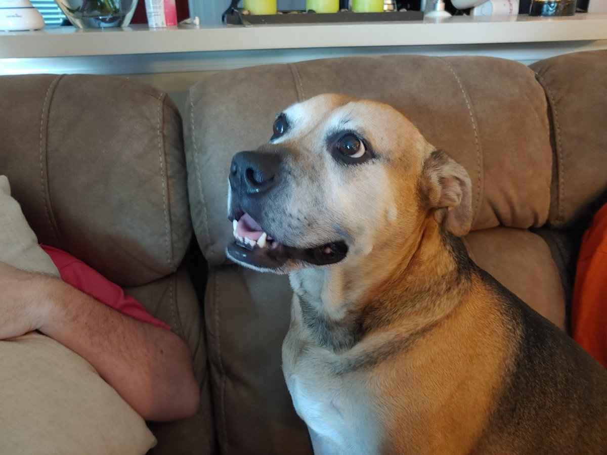 TKrogan's tweet photo. My good #dogsoftwitter Grover, he is 10 this year https://t.co/njNS5ngrGa