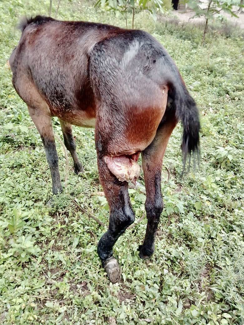 TarekWiliamSaab's tweet photo. #AHORA detenido y a la orden del Ministerio Público ( Portuguesa ) @MinpublicoVE  Antonio Justiniano Guzman quien con un arma blanca atacó a un caballo por  vengarse del dueño de dicho animal.. El sujeto será imputado por maltrato animal y hacerse justicia por mano propia https://t.co/eZIr2xdbmh