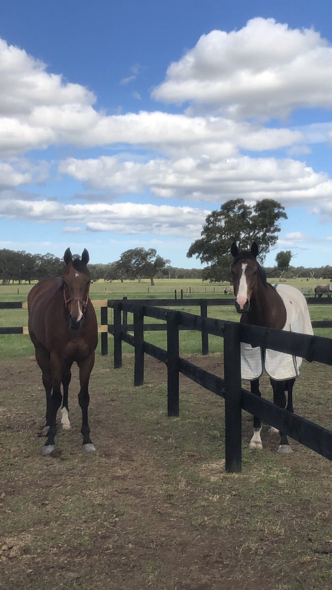 thefifi's tweet image. Thanks to @cwallerracing and Sophie “Life Less Ordinary” who was recently retired has arrived and settled in perfectly at Spring Creek. Able Fun thinks he’s a bit of alright. Both boys from CWR now in retraining 🥰 #chriswallerracing #lifelessordinary #ablefun #lifeafterracing