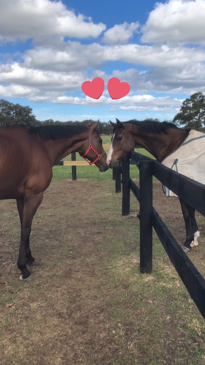 thefifi's tweet image. Thanks to @cwallerracing and Sophie “Life Less Ordinary” who was recently retired has arrived and settled in perfectly at Spring Creek. Able Fun thinks he’s a bit of alright. Both boys from CWR now in retraining 🥰 #chriswallerracing #lifelessordinary #ablefun #lifeafterracing