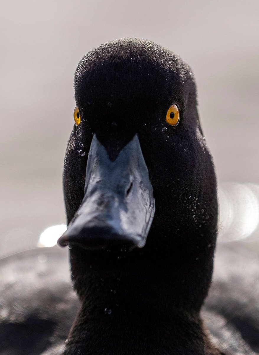 NzScaup's tweet photo. tfw you have 5 and a half hours left to vote for Pāpango. It's not too late @AllBlacks if you fancy having a go at winning something for once ;) @Forest_and_Bird #BirdofTheYear #pickthepāpango Vote here now: https://t.co/SMelGipT4c https://t.co/VXEr81ZtVh