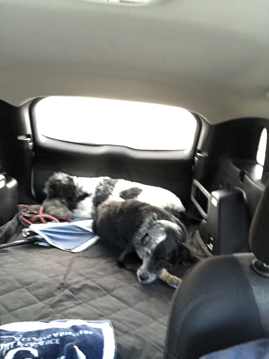 Ozzy_Giller's tweet photo. Me and my pack, including @hanzgoh and #TwitterlessSpy oh, and a picture @hanzgoh took of me after the hike. #TuckeredOut #Naptime #ButItsAGoodTired thanks for the good times @CVNPNPS https://t.co/zzy4Ay3Uxf