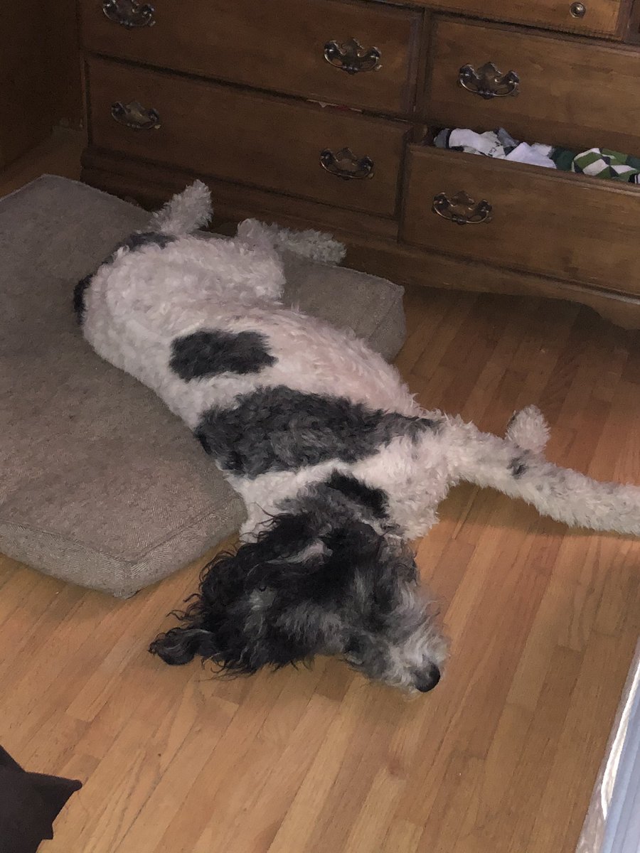 Ozzy_Giller's tweet photo. Me and my pack, including @hanzgoh and #TwitterlessSpy oh, and a picture @hanzgoh took of me after the hike. #TuckeredOut #Naptime #ButItsAGoodTired thanks for the good times @CVNPNPS https://t.co/zzy4Ay3Uxf