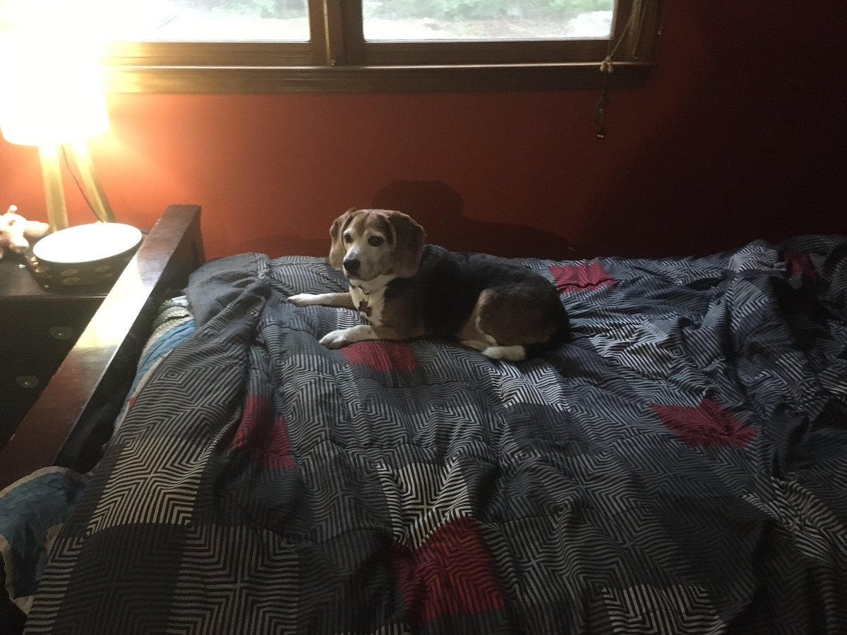 howard_timmy's tweet photo. Happy birthday to my pooch max, he likes to lay down. https://t.co/30LJkqLFwa