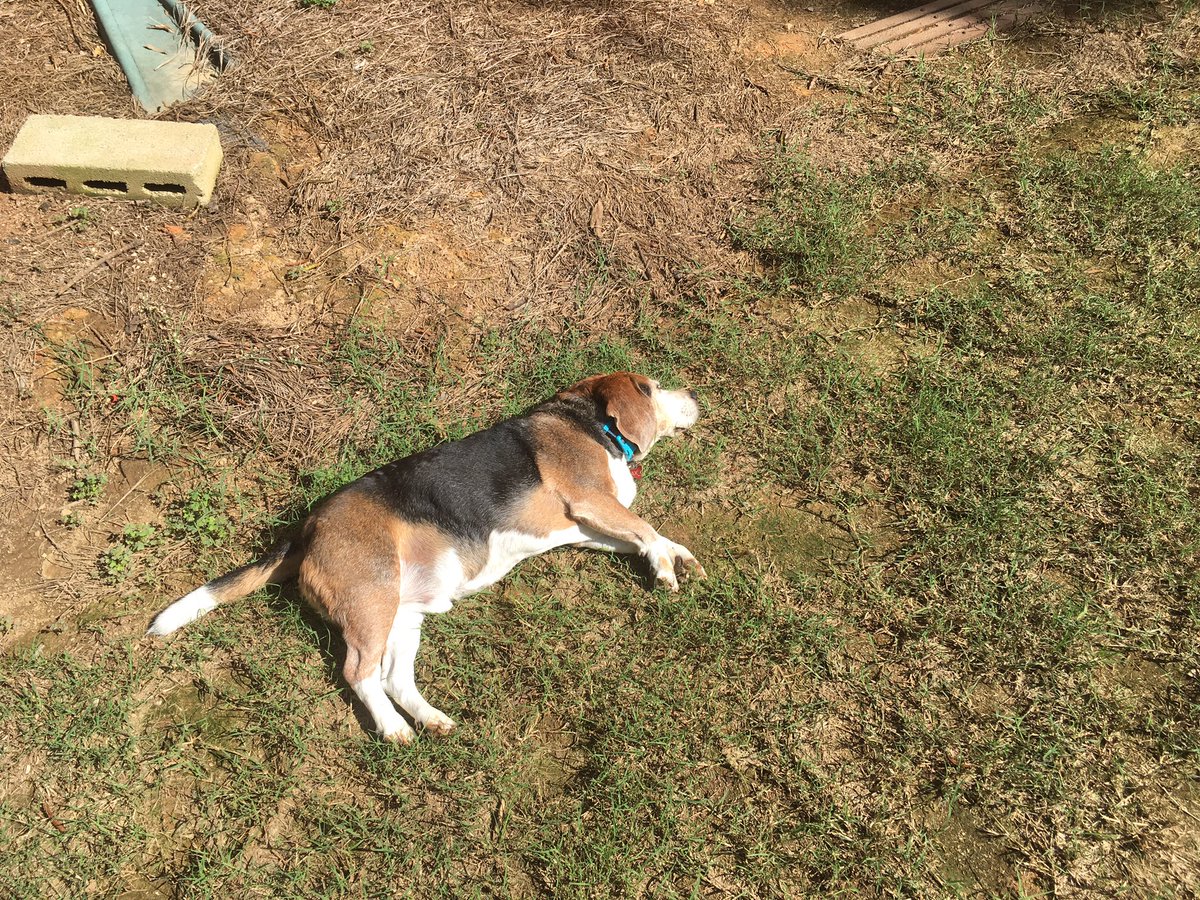 howard_timmy's tweet photo. Happy birthday to my pooch max, he likes to lay down. https://t.co/30LJkqLFwa