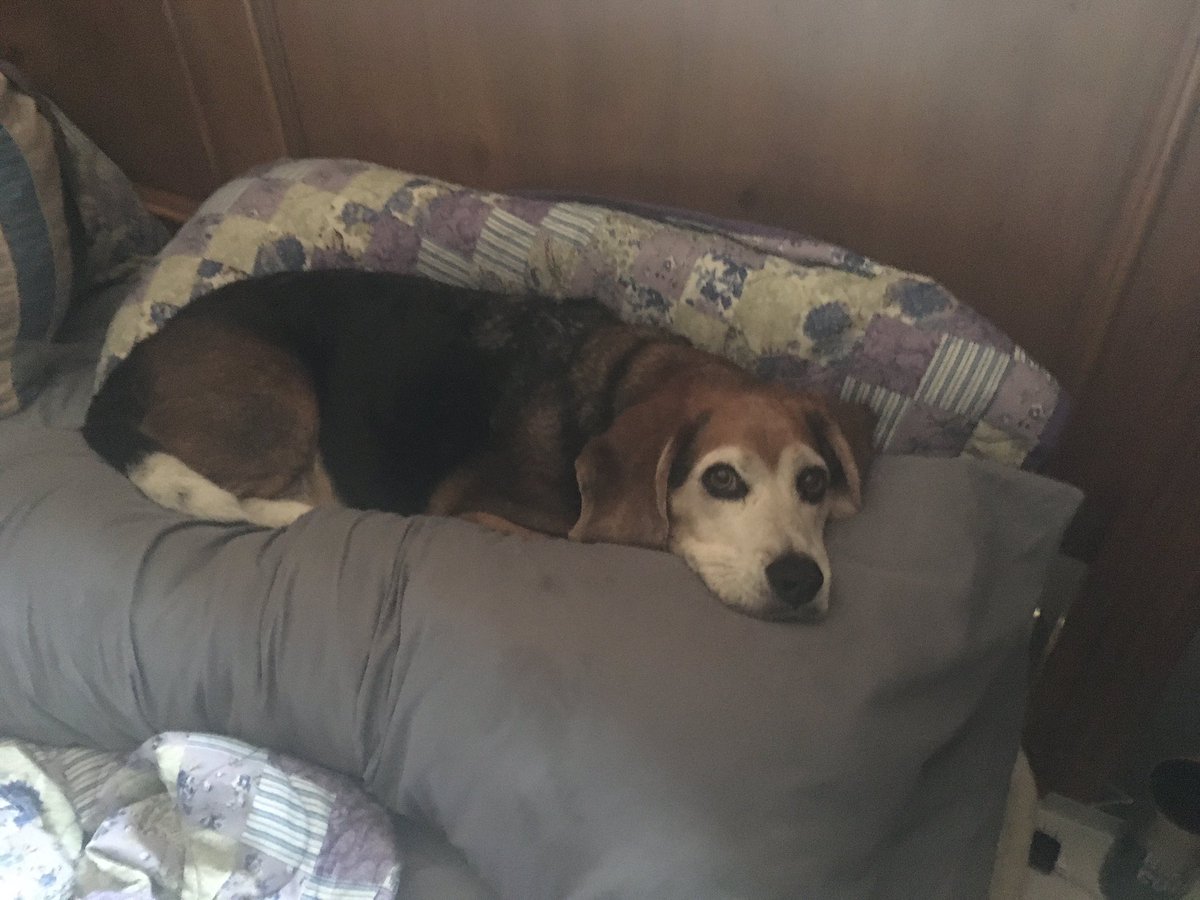 howard_timmy's tweet photo. Happy birthday to my pooch max, he likes to lay down. https://t.co/30LJkqLFwa