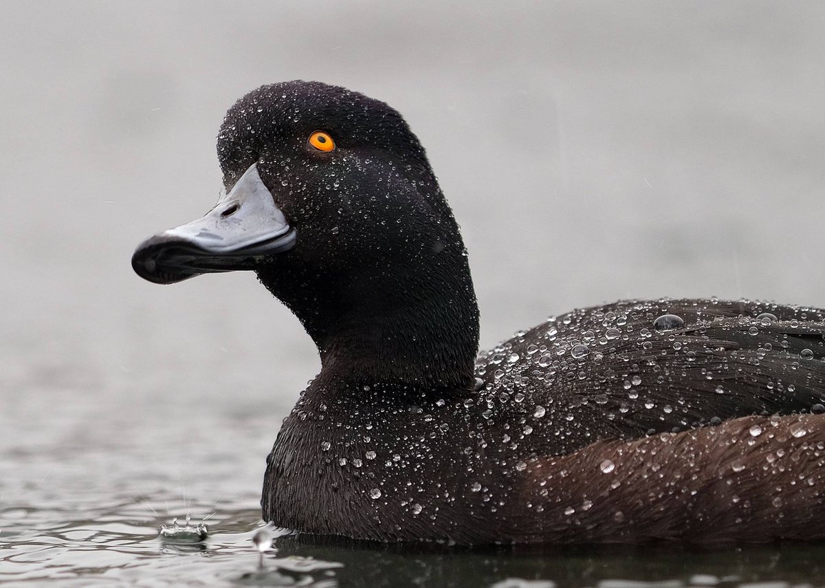 NzScaup's tweet photo. Tom in the USA I dunno if you hear
About a competition called Bird of the Year
I'm repping for our smallest duck, I need a shoutout Mr. Hanks
It could be just the boost we need as polls close, thanks
#BirdofTheYear #pickthepāpango Vote now: https://t.co/yhzrNwxxRk @tomhanks https://t.co/lY7ECalSqi