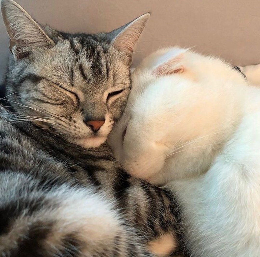 Милые котики