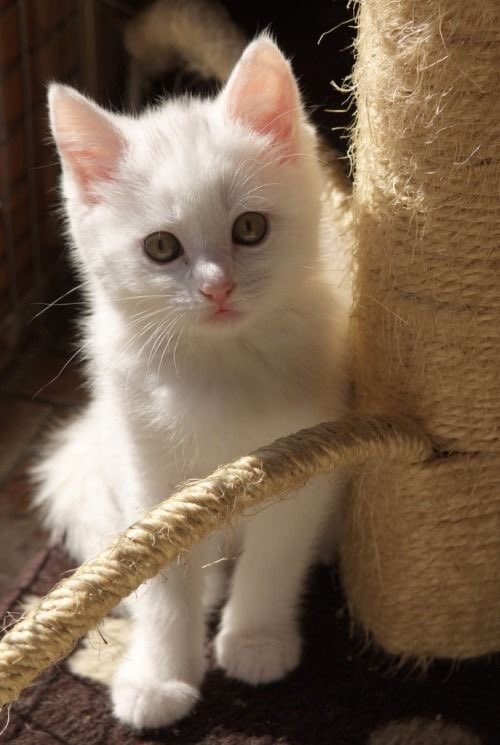 ご確認ページ　左耳の先ピンクに　あと全体的に明るく彩色+猫部分をツヤ出し ご確認ページ 左耳の先ピンクに あと全体的に明るく彩色+