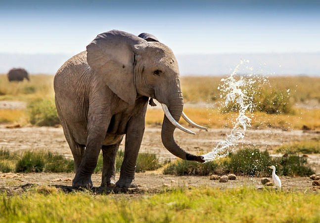 ToursTwitcher's tweet photo. Another #beautiful picture ever seen the #beauty of #Africa #tanzanianationalparks visit Tanzania with it's beauty . Contact us we will plan your trip and won't regret us hope you won't forget our experience . #Coolingtime .

#adventurelifetime #elephantbull #AfricaTanzania https://t.co/Gw25PLeIMt