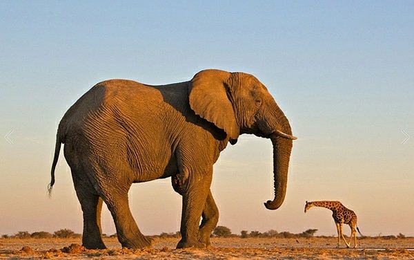 ToursTwitcher's tweet photo. The best picture credit to the best photographer . The bull #elephant and #thegiraffe plus great background I appreciate this picture . 

#adventureawaits #adventuresafari #elephantbull #giraffemale #SafariTanzania #safariadventures
https://t.co/4T9h9QFVCy https://t.co/oD0jta2m6K