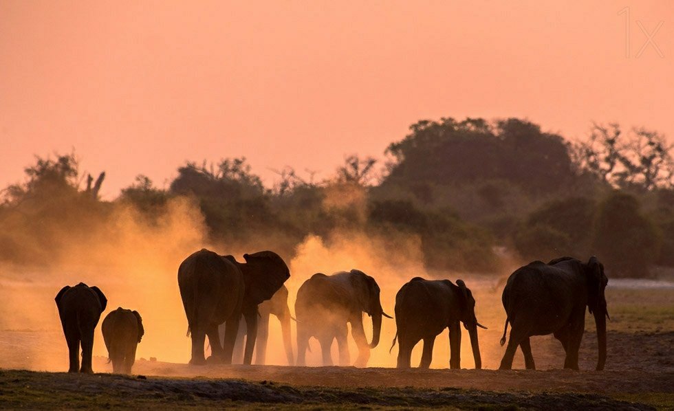 ToursTwitcher's tweet photo. The #batch of the #elephants in tarangire national park with the #sunset plus #dust . #Go #adventure .
https://t.co/YcqLT4HSG6 https://t.co/cAeHgdyDDx