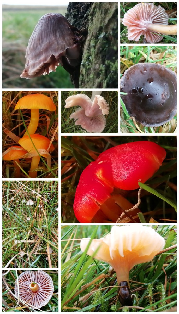 highfieldsherdy's tweet photo. As part of #FungiOfTheWorldWeekend thought I would share with you the fascinating fungi world that can be found on the farm. Mostly hidden amongst the grassland. Pockets of colour welcome at this time of year. Rare #pinkwaxcap & not pic but one of my fav #scarletelfcup
@NatureUK https://t.co/N22XUZkMZB