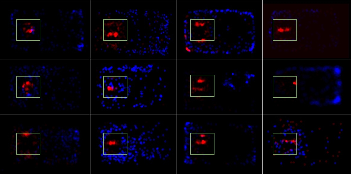 Joshua_P_Lord's tweet photo. Our research is finding that shelters are dominated by large-clawed shrimp (red), while those with small claws (blue) wander out in the open... https://t.co/0WqOYSSvuC