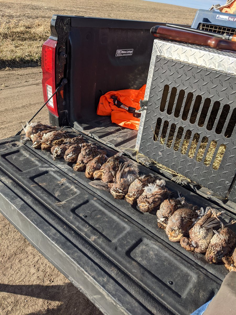 NickHachman's tweet photo. Super fun opening day in Kansas. 9 coveys by 3pm. #OpeningDay #Quailhunting https://t.co/mnZ1PJ2616