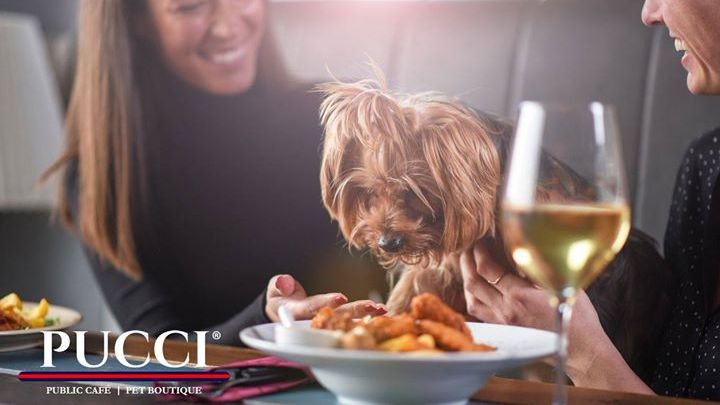 puccicafe's tweet photo. Best Foods for Dogs with Stomach Issues. #dogs #healthy #food  

https://t.co/LMJA6xPYHE https://t.co/yo6hssfXpT
