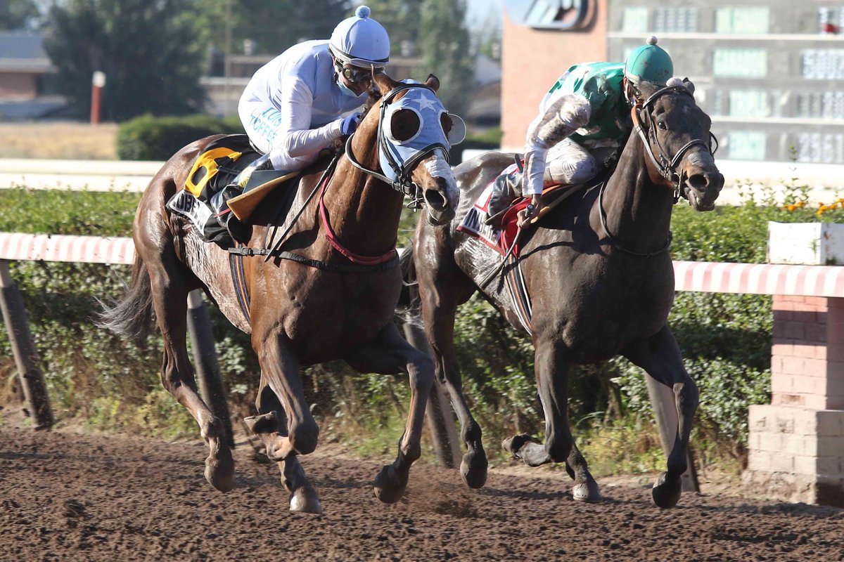 El cuatro años Lobelius con Luis Torres derrotó al de siete, Win Here, (Alberto Vásquez), en el Gran Premio Hipódromo Chile disputado en fecha inusual debido a la pandemia. Celebran el stud Leonor y el preparador Luis Salinas. El favorito descontó por los palos pero vino lejos.